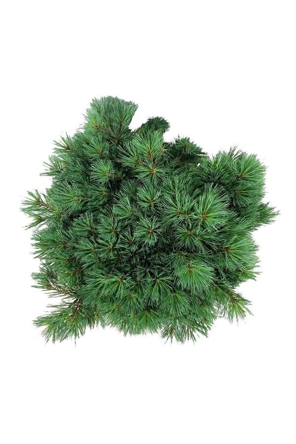 Kiefer Pinus strobus Minima