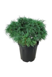 Kiefer Pinus strobus Tiny Kurls