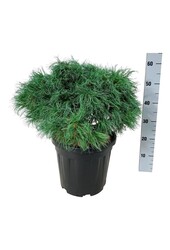 Kiefer Pinus strobus Tiny Kurls