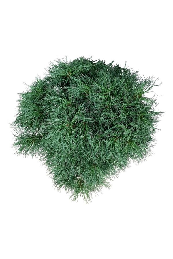 Kiefer Pinus strobus Tiny Kurls
