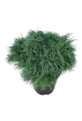 Kiefer Pinus strobus Tiny Kurls
