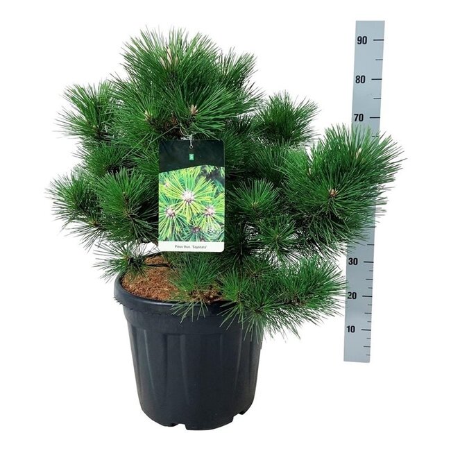 Kiefer Pinus thunbergii Sayonara
