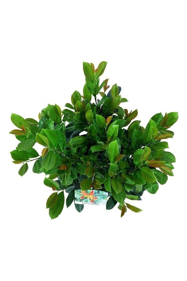 Portugiesischer Lorbeer Prunus Bonaparte PBR