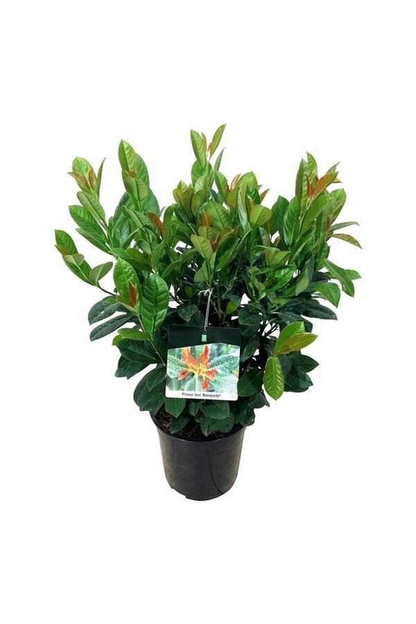 Portugiesischer Lorbeer Prunus Bonaparte PBR
