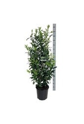 Portugiesischer Lorbeer Prunus Caucasica