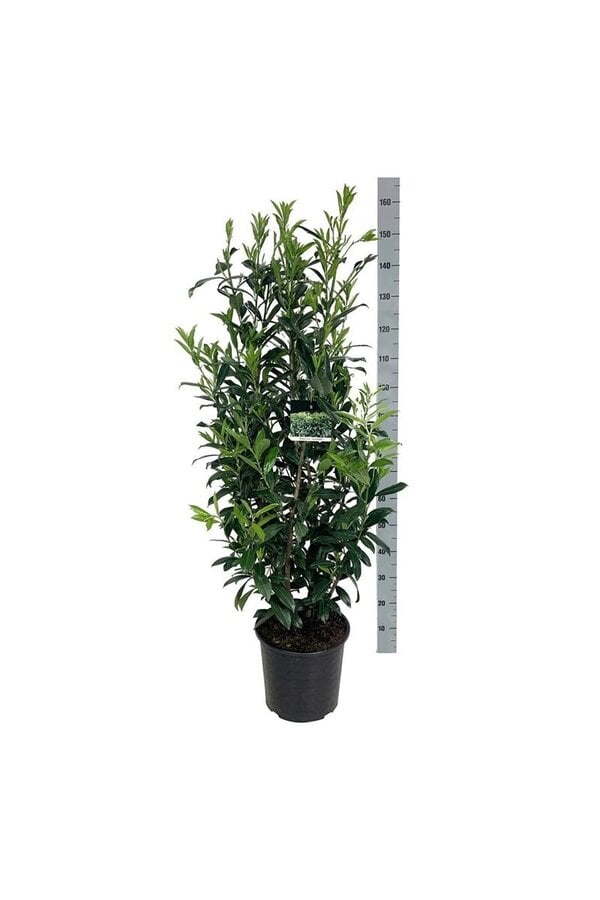 Portugiesischer Lorbeer Prunus Caucasica