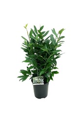 Portugiesischer Lorbeer Prunus Herbergii