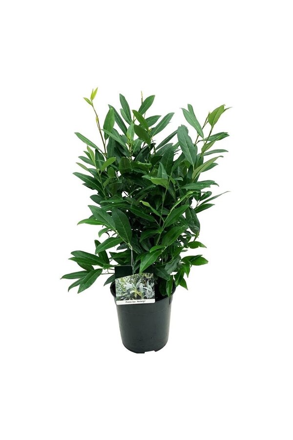 Portugiesischer Lorbeer Prunus Herbergii
