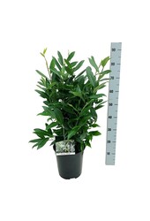 Portugiesischer Lorbeer Prunus Herbergii