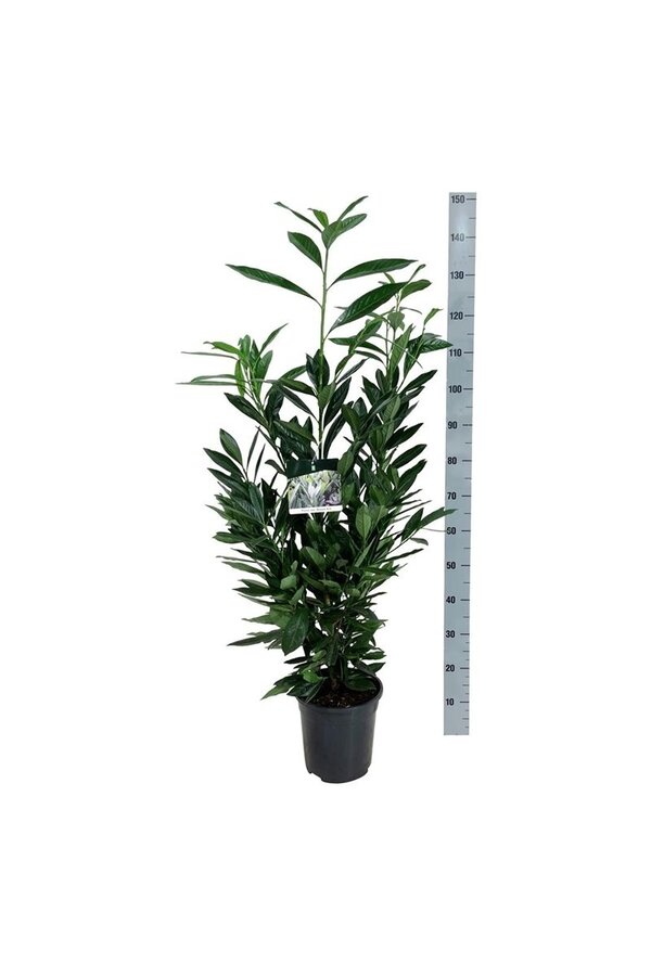 Portugiesischer Lorbeer Prunus Renault Ace ®