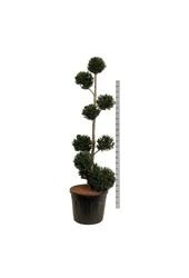 Kiefer Taxus baccata