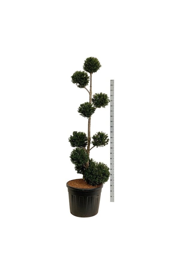Kiefer Taxus baccata