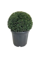 Kiefer Taxus Höpkens Gigant