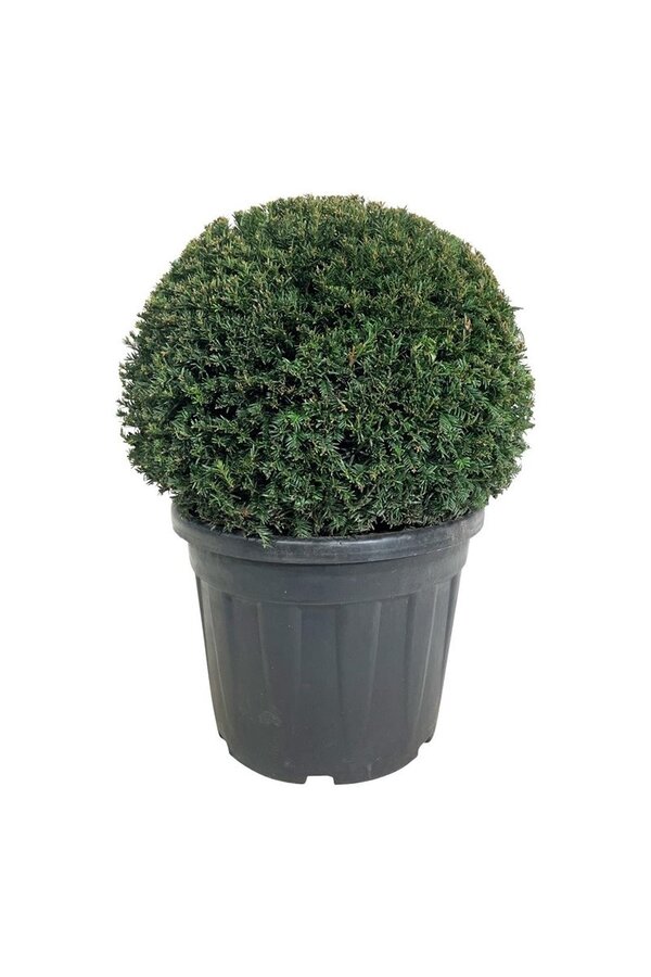 Kiefer Taxus Höpkens Gigant