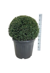 Kiefer Taxus Höpkens Gigant