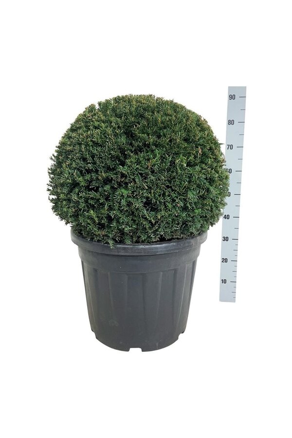 Kiefer Taxus Höpkens Gigant