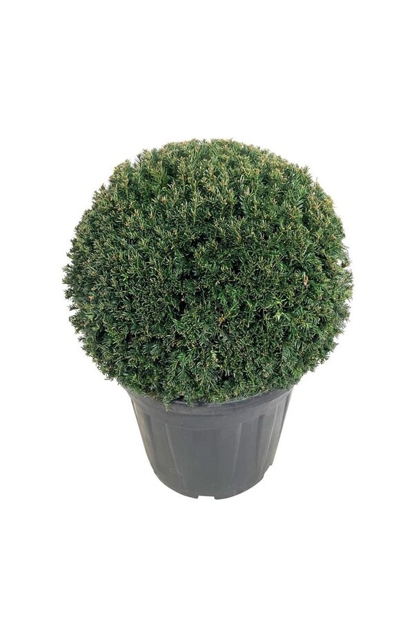 Kiefer Taxus Höpkens Gigant
