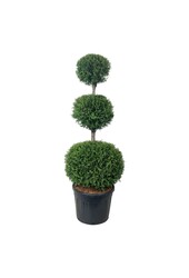Nadelbaum Thuja Brabant