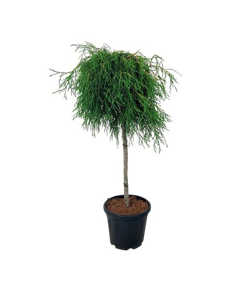 Thuja
