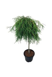 Nadelbaum Thuja Kagers Beauty