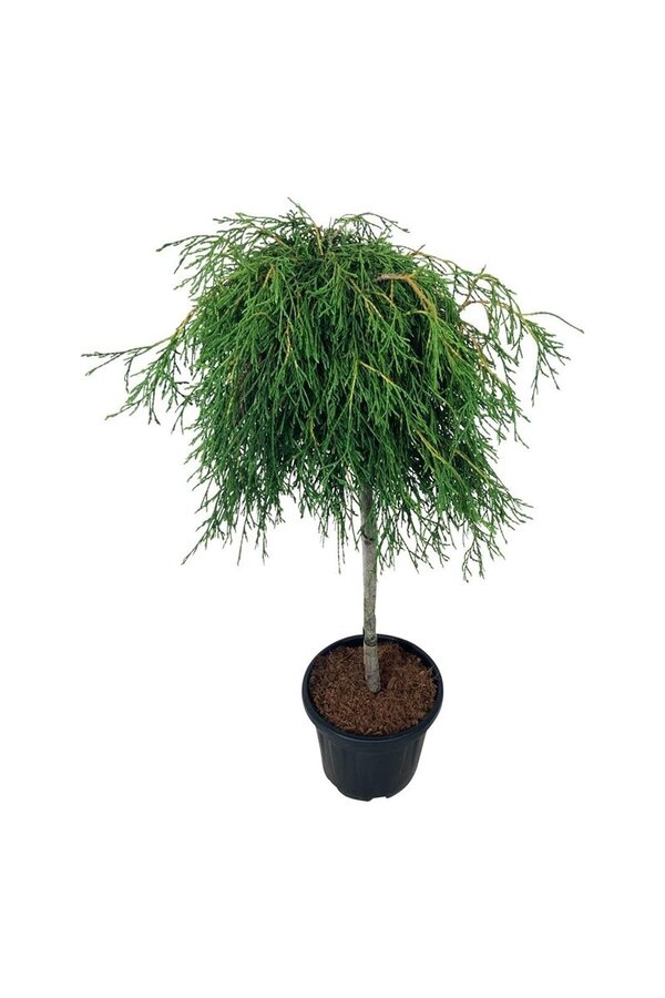 Nadelbaum Thuja Kagers Beauty