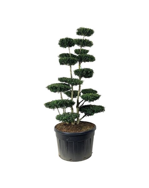 Ilex Crenata