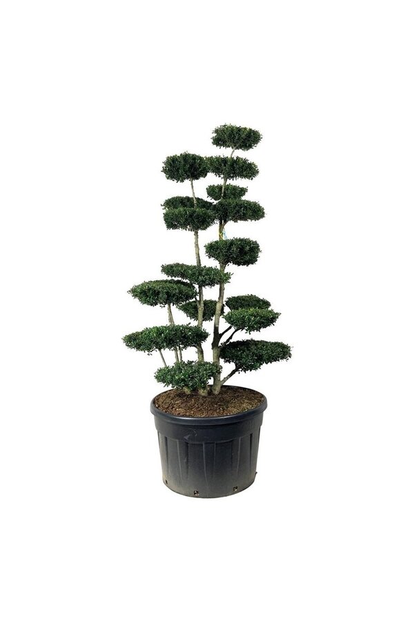Ilex crenata Grüne Hecke