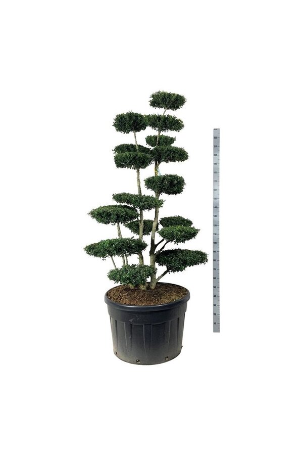 Ilex crenata Grüne Hecke