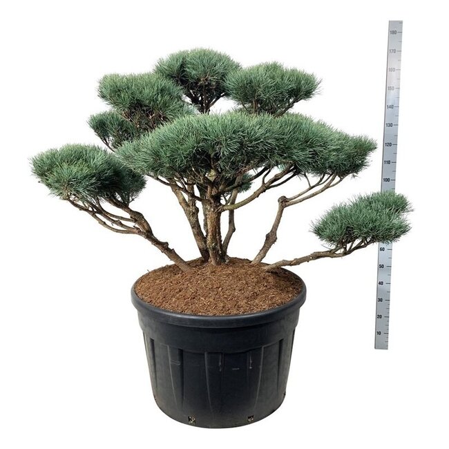 Kiefer Pinus Watereri