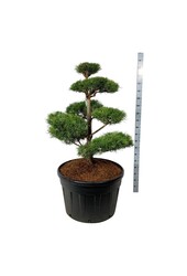 Kiefer Pinus sylvestris