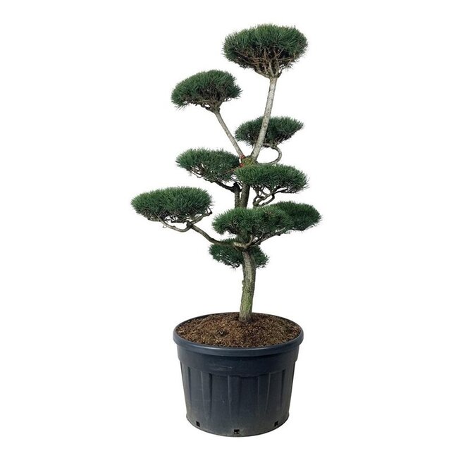 Kiefer Pinus sylvestris