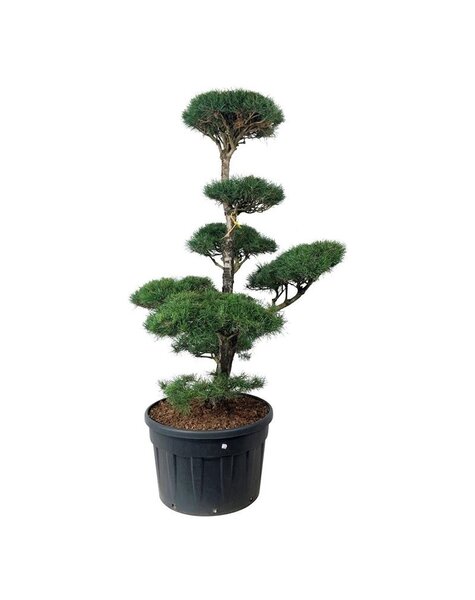 Pinus