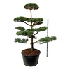Kiefer Pinus sylvestris