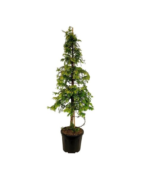 Metasequoia