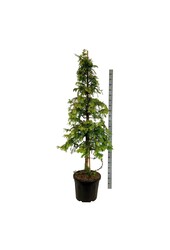 Dawn redwood Amber Glow PBR