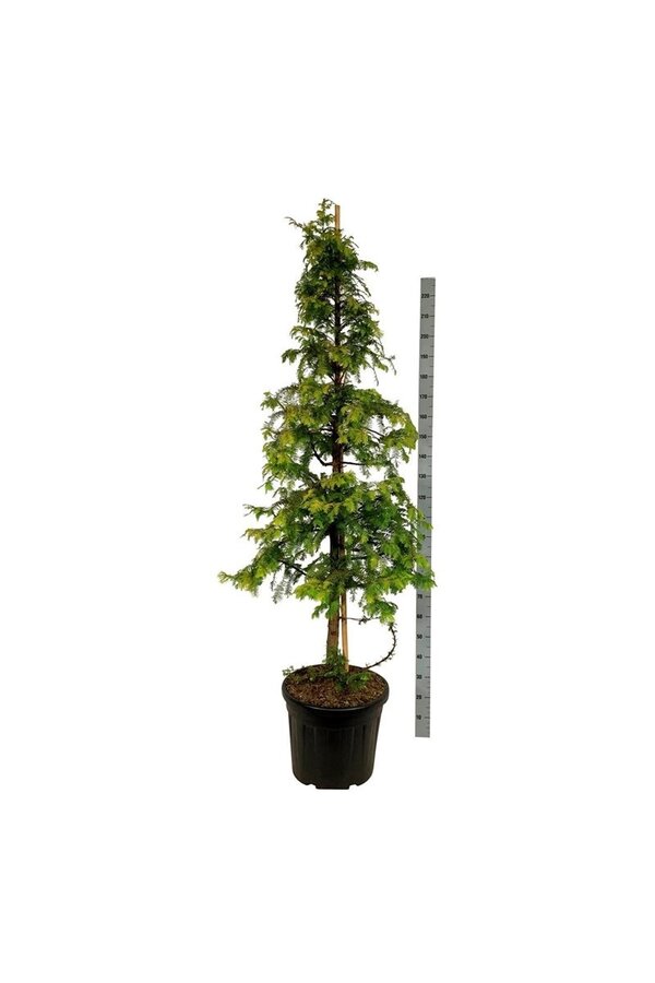Dawn redwood Amber Glow PBR