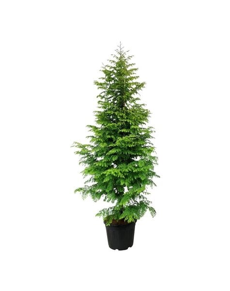 Metasequoia