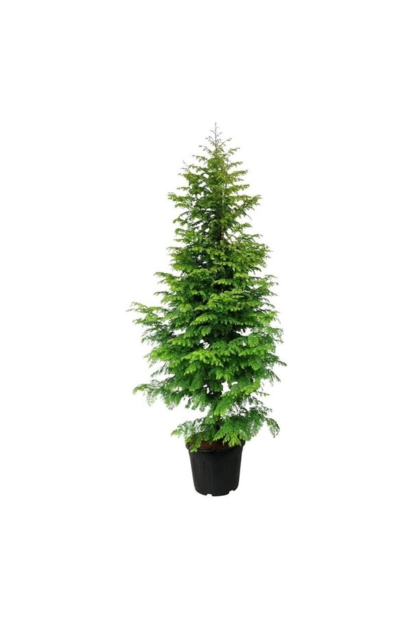 Dawn redwood Amber Glow PBR