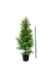 Dawn redwood Amber Glow PBR