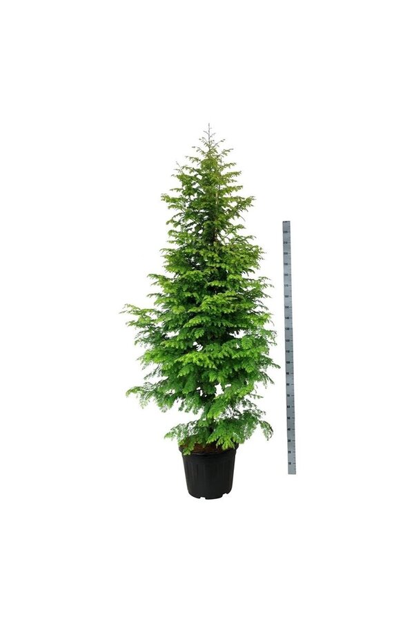 Dawn redwood Amber Glow PBR