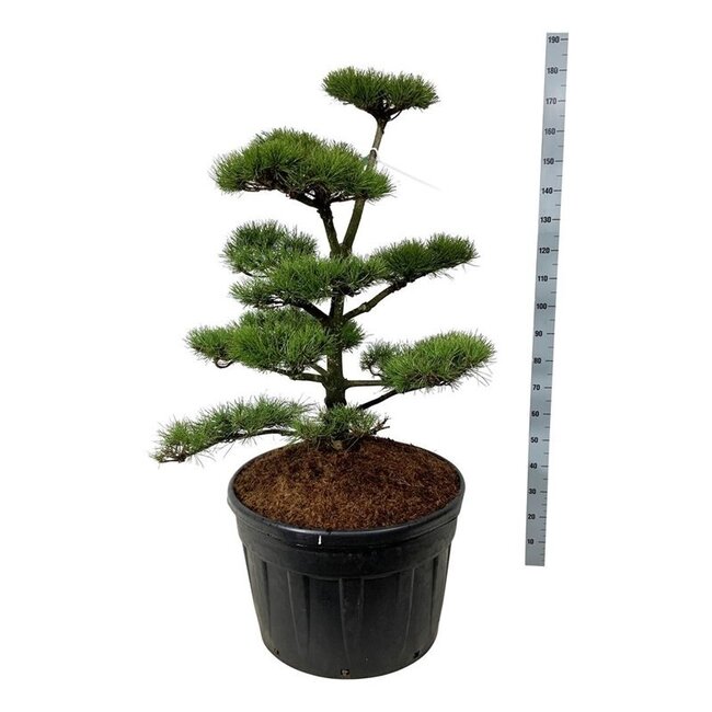 Kiefer Pinus contorta