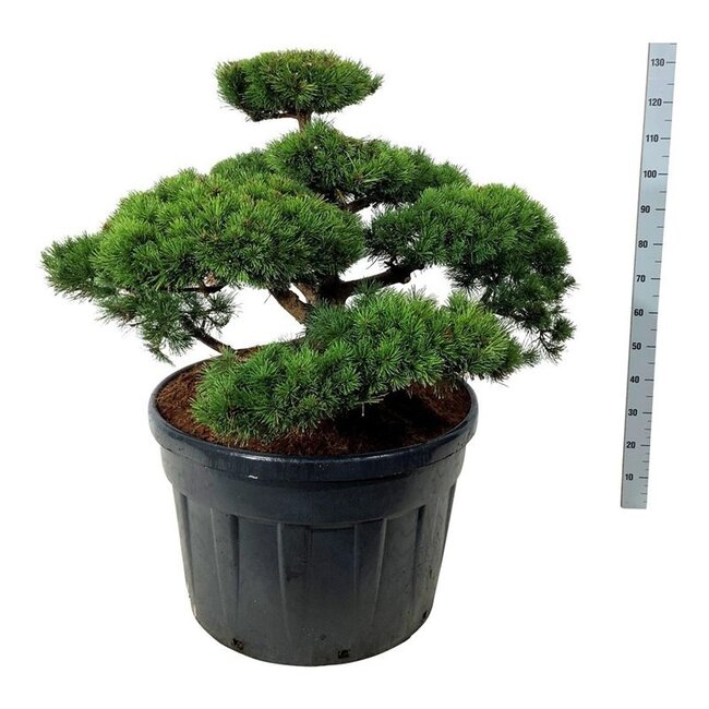 Kiefer Pinus mugo