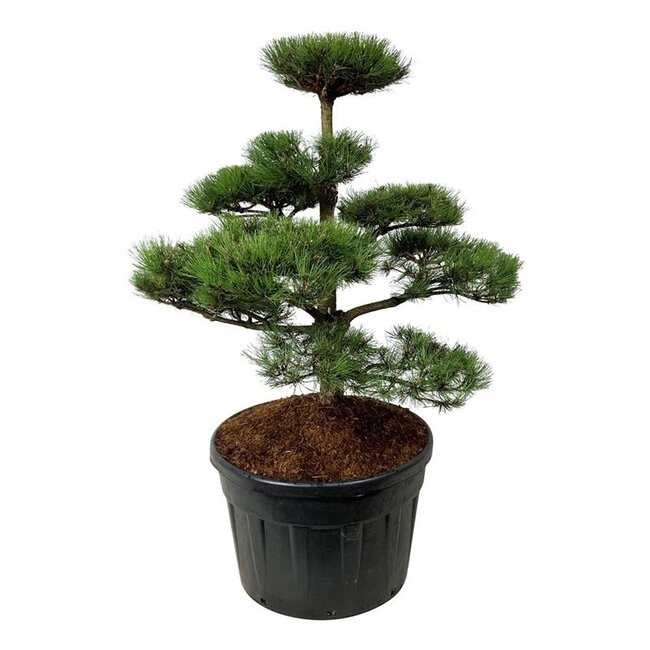 Kiefer Pinus nigra nigra