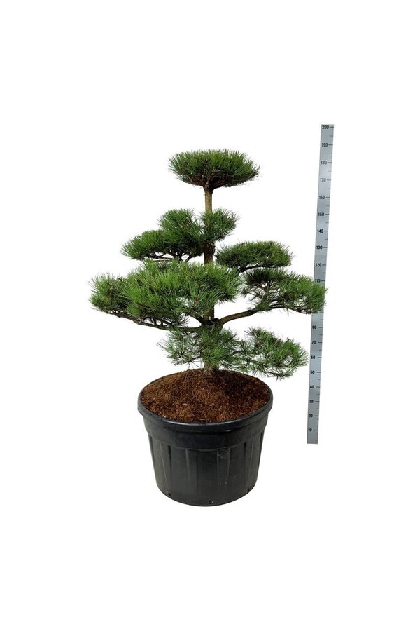 Kiefer Pinus nigra nigra
