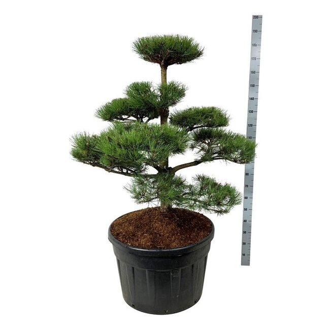 Kiefer Pinus nigra nigra