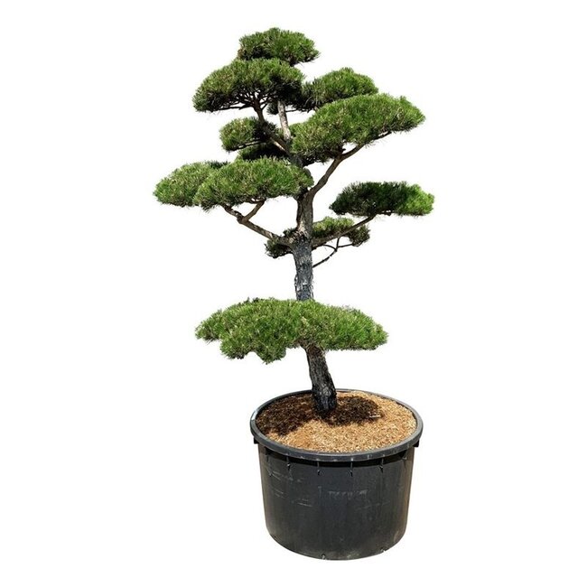 Kiefer Pinus nigra nigra