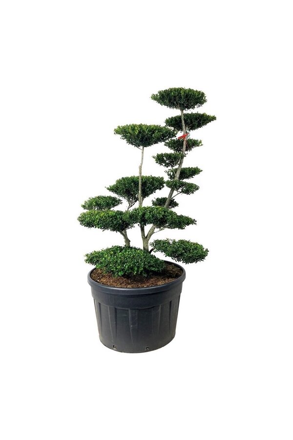 Ilex crenata Grüne Hecke