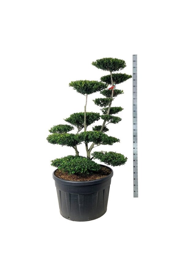 Ilex crenata Grüne Hecke
