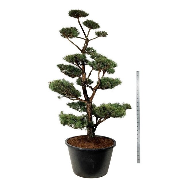 Kiefer Pinus sylvestris