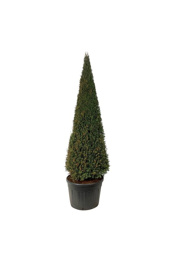 Kiefer Taxus baccata